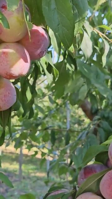 Слива диплоидная Октобер Сан  Ростов-на-Дону  Small Gardens