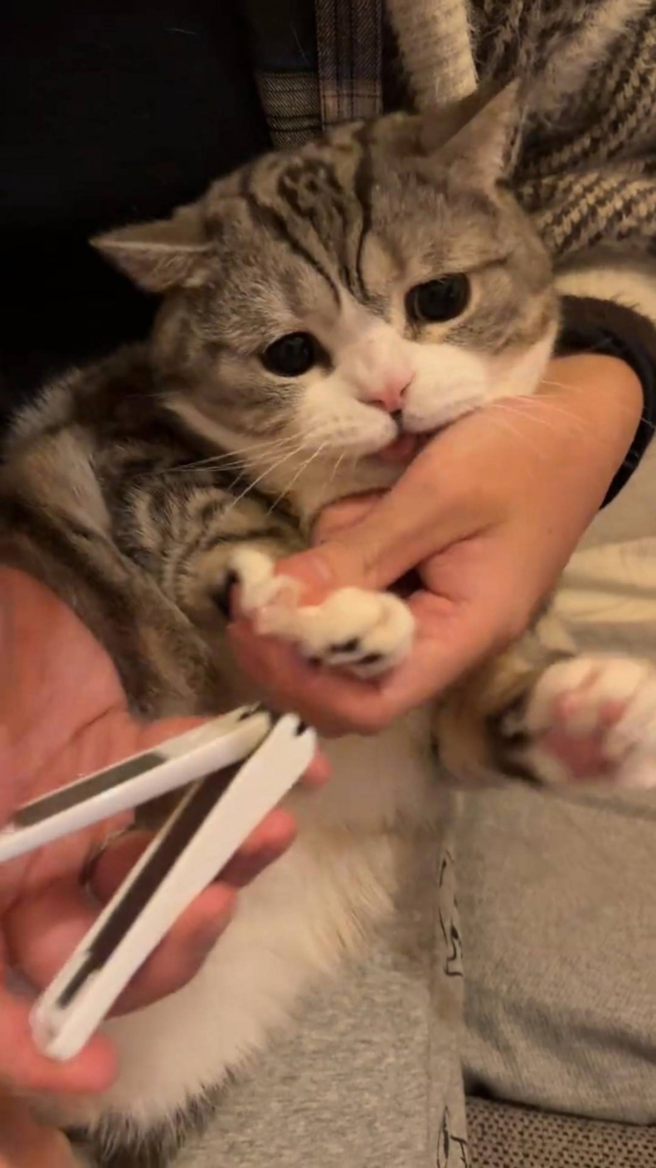 😂 ОТПУСТИ 🙀 ЛУЧШЕ СЭНДВИЧ 😽 ОЗВУЧКА СМЕШНОГО КОТА 🔥 #говорящийкот #озвучка #угараю