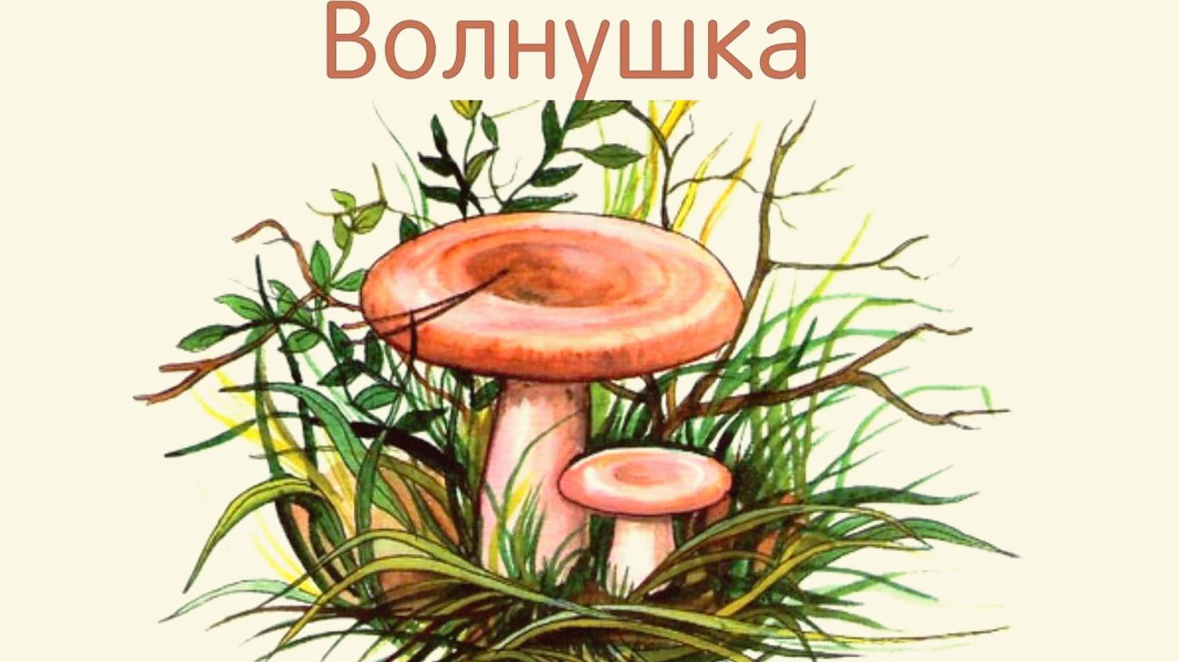 В О Л Н У Ш К А