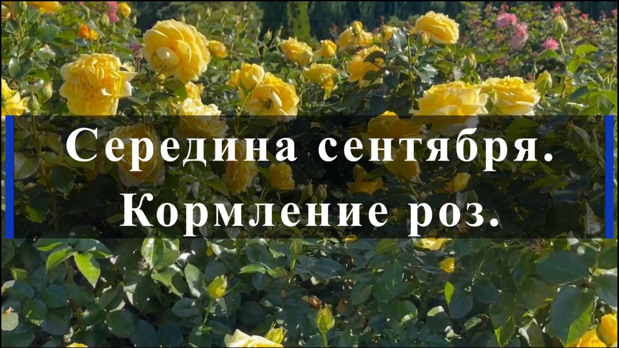 Середина сентября. Кормление роз.