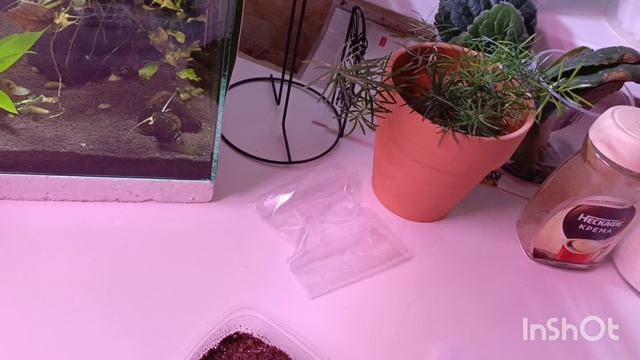 Сегодня у меня посев смитиант 😊 таких цветочков у меня ещё не было, решила попробовать 🤗🙏