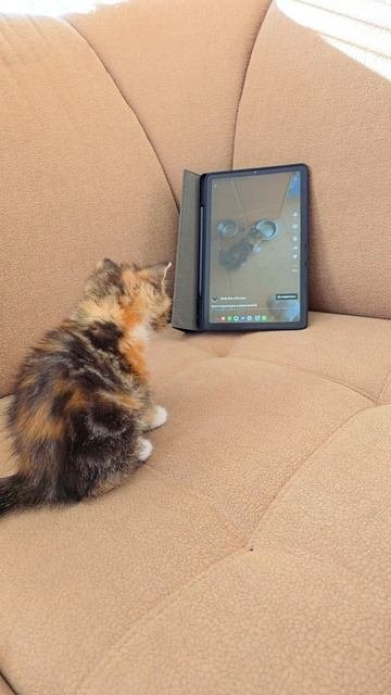Фрося смотрит фильм про себя😸😻