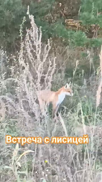 встреча с лисицей