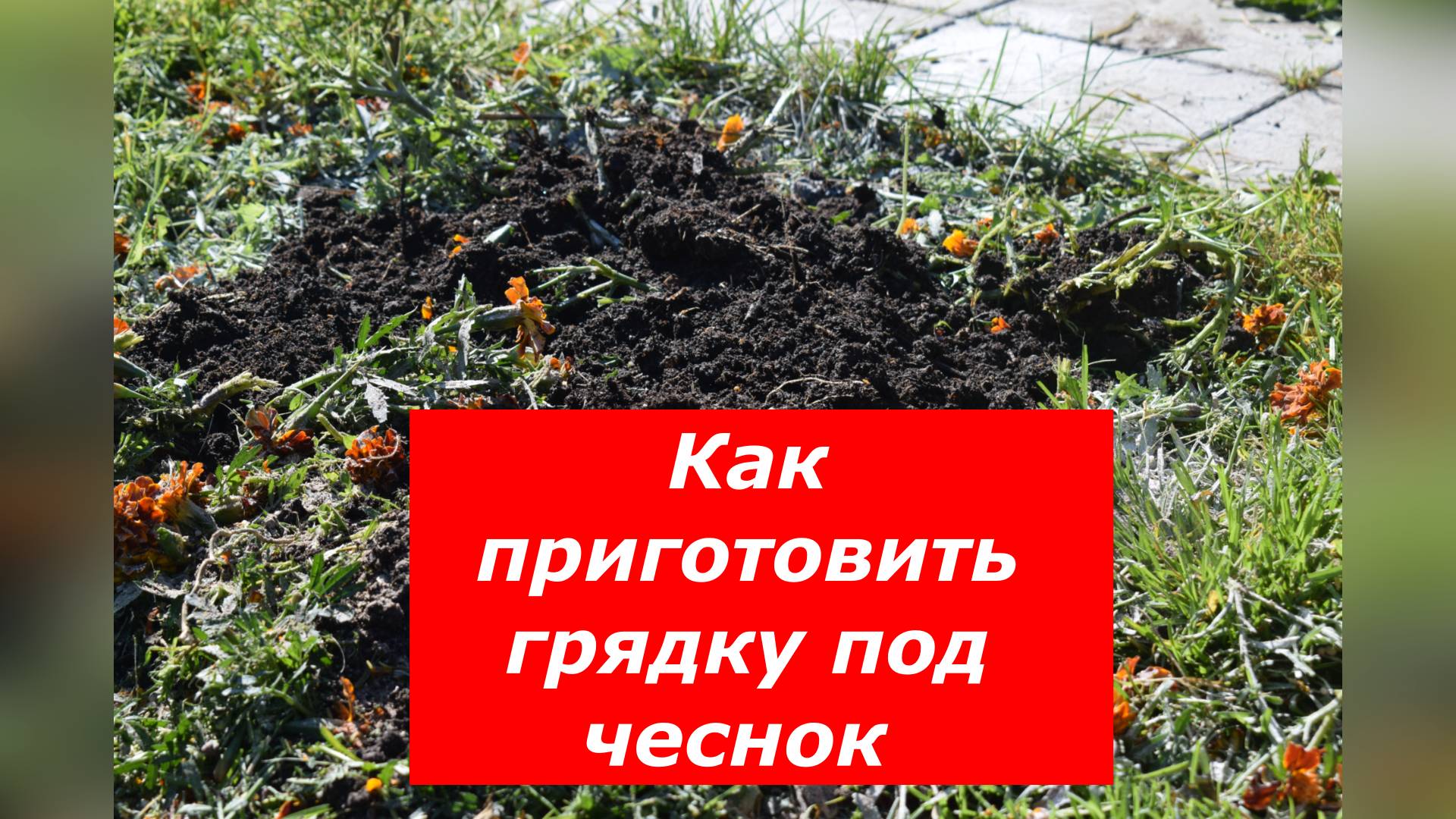 Всегда так готовлю грядку под озимый чеснок.
