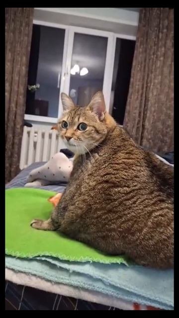 Мир так желток