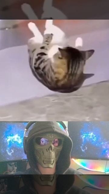 Приколы с котами