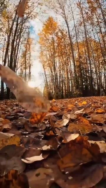 МОЯ ГРУСТНАЯ ОСЕНЬ🍁🍂 КРАСИВАЯ ПЕСНЯ В ИСПОЛНЕНИИ РАДЫ РАЙ 💖