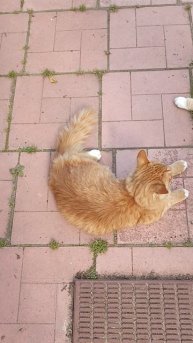 Дынька пристроился #котики