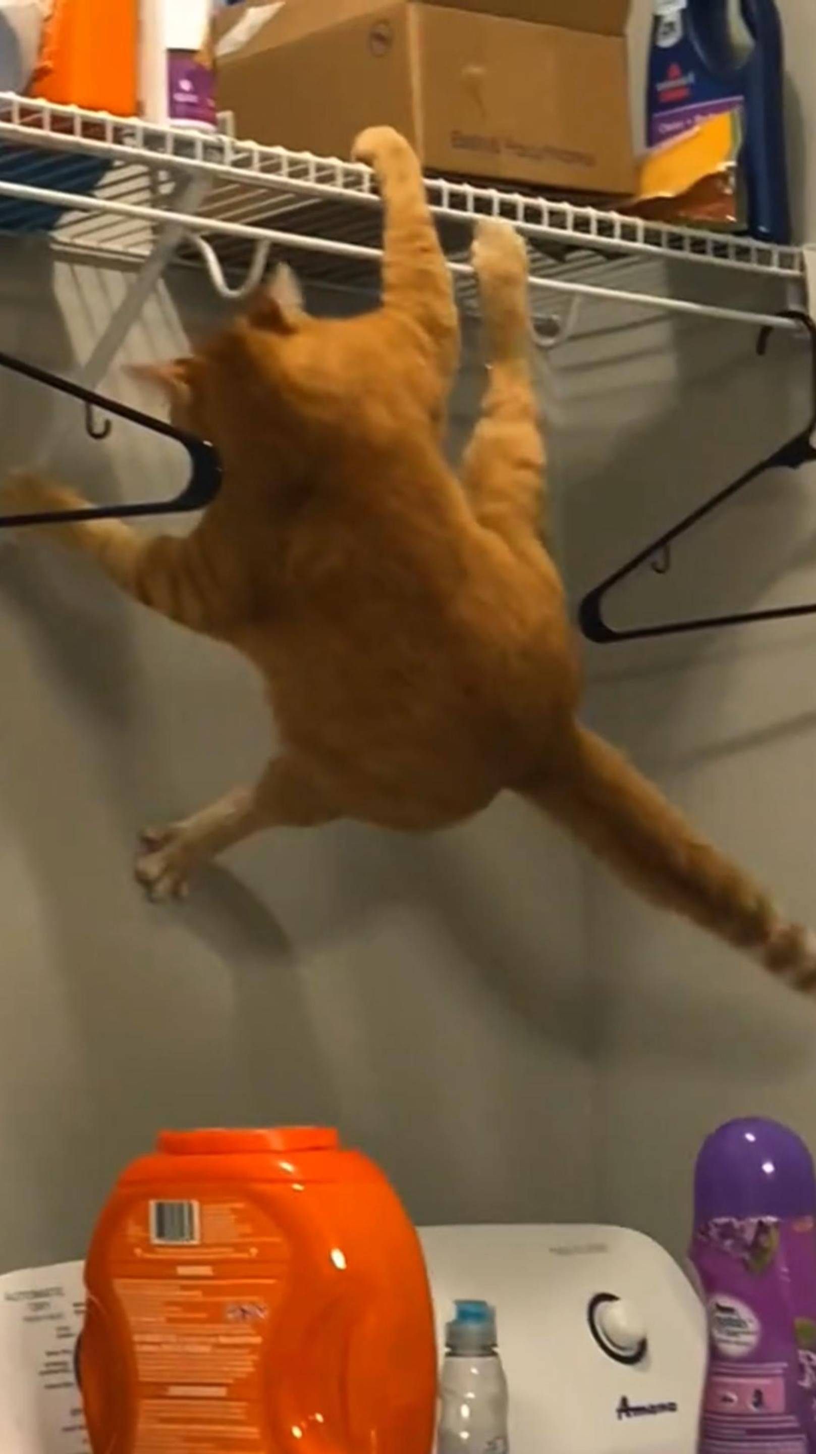 Безумно СМЕШНЫЕ КОТЫ 2025 😱 Funny Cats! Смешные котики! #cat #веселыекоты #funnycats #shorts