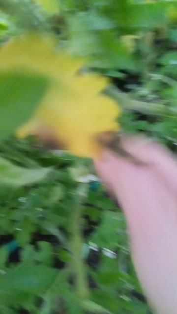 Огромные жёлтые помидоры в моей теплице Агросфера👍💥
Вкусняшка🤗👍