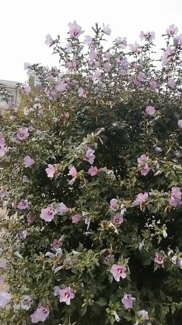 Обильное цветение гибискуса.
