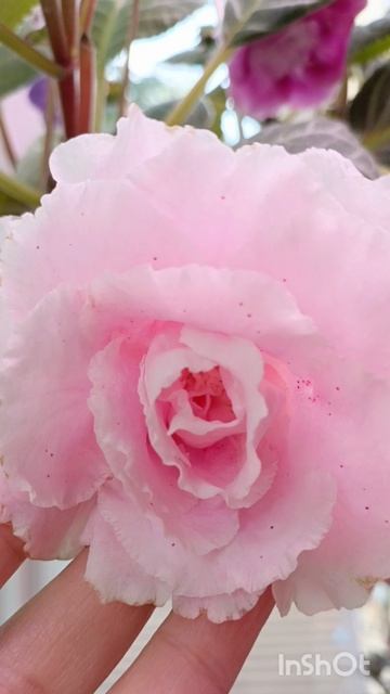 Утренний обзор моих красавиц 🙏😍😍😍😍😍