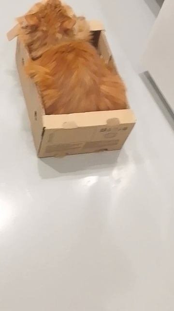 кот в коробке 📦