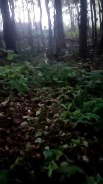 за грибами