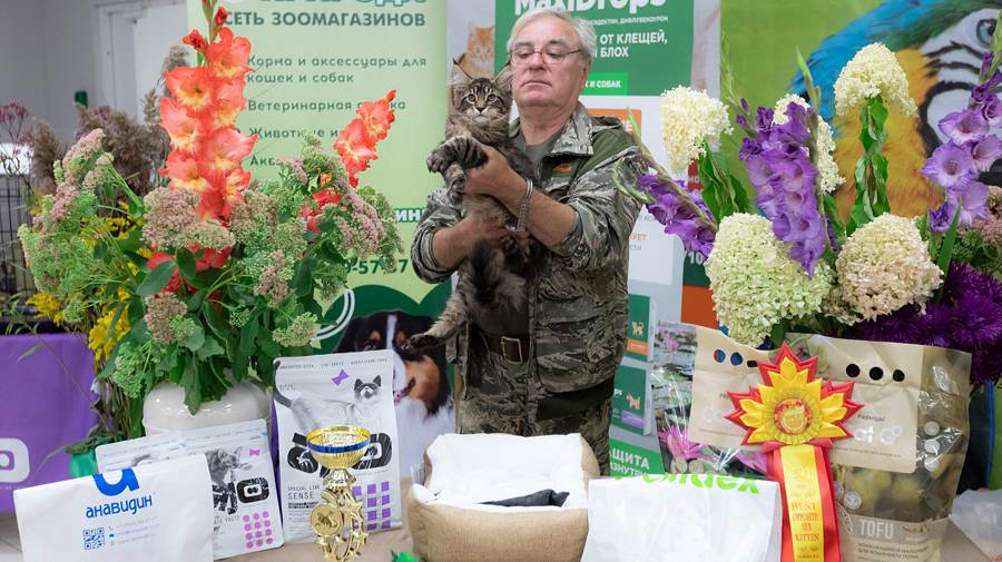 Мейн кун Антей Maritaicor Fortuna. 4 месяца,Nom Biss.Nom Biss. Best Kitten. ( 05.05.2025) Свободен