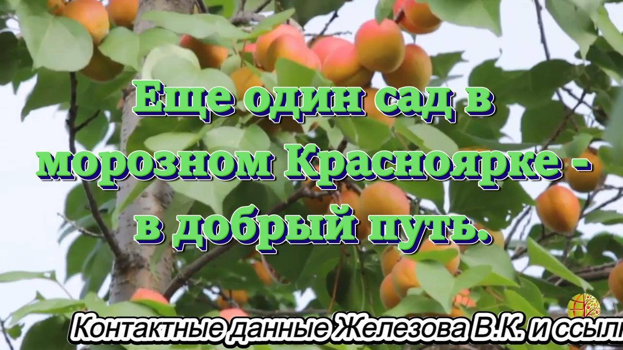 Еще один сад в морозном Красноярке - в добрый путь.