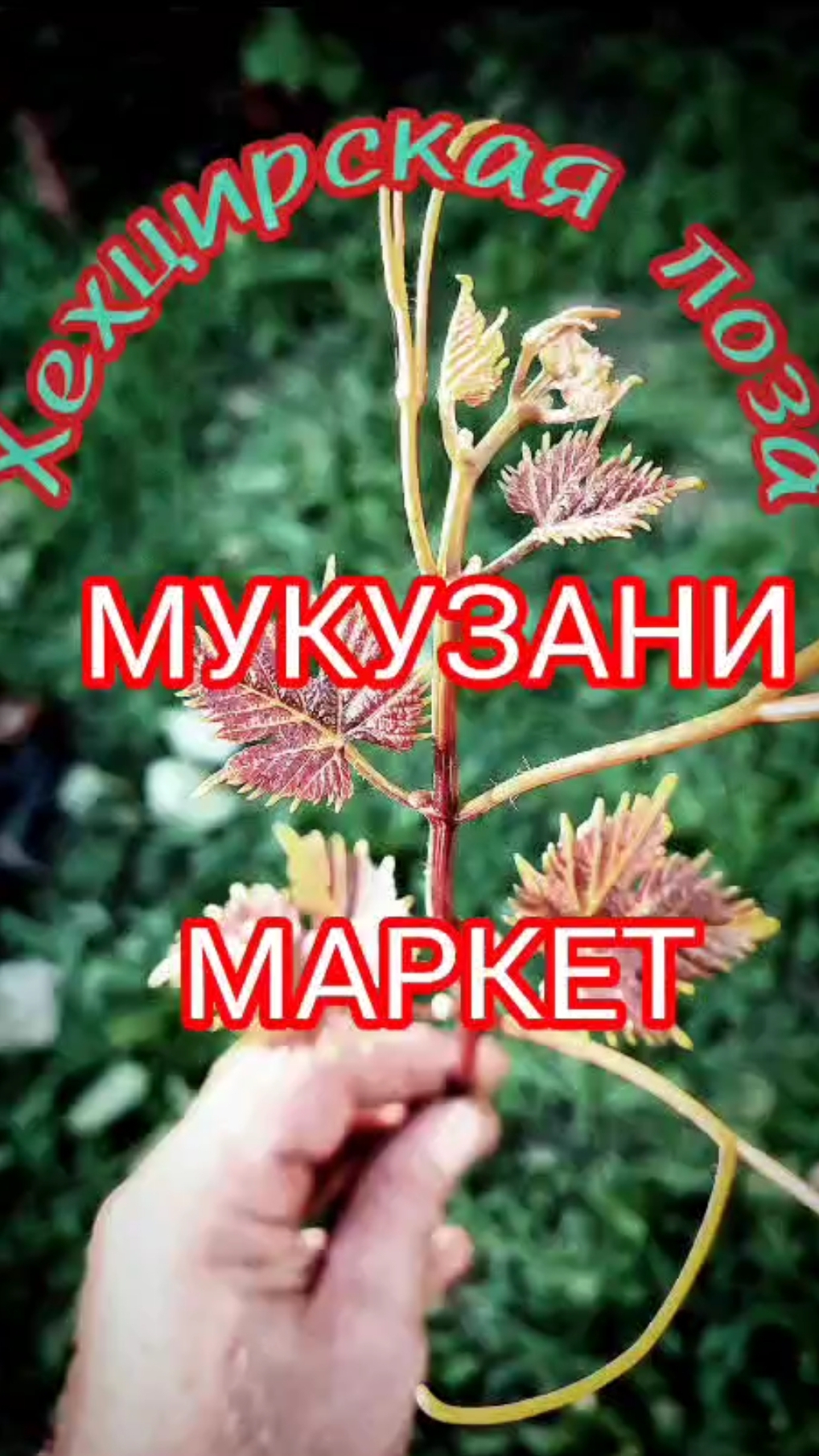 Виноград Мукузани и Маркетт. Хабаровск