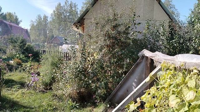 Дела дачные,урожай и уборка
