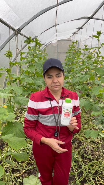 Обзор теплицы с огурцами в сентябре #огурцы #теплица #дача