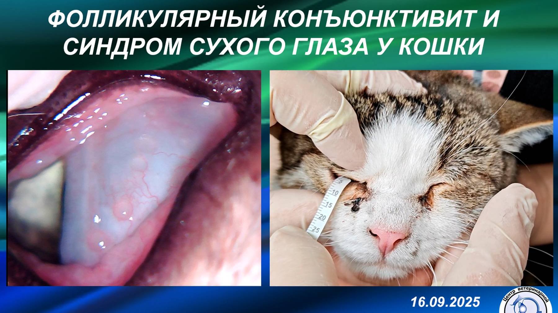 Фолликулярный конъюнктивит и синдром сухого глаза у кошки