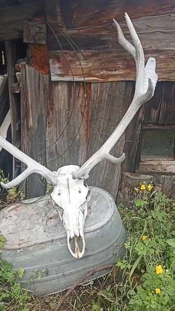 CERVUS CANADENSIS, ИЗЮБРЬ. ВОПРОС ЭРУДИТАМ