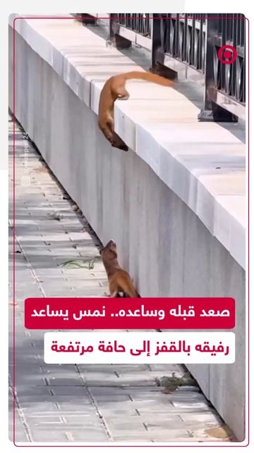 مشهد مذهل.. نمس يساعد رفيقه بالصعود إلى حافة مرتفعة