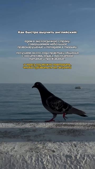 Как быстро выучить английский: