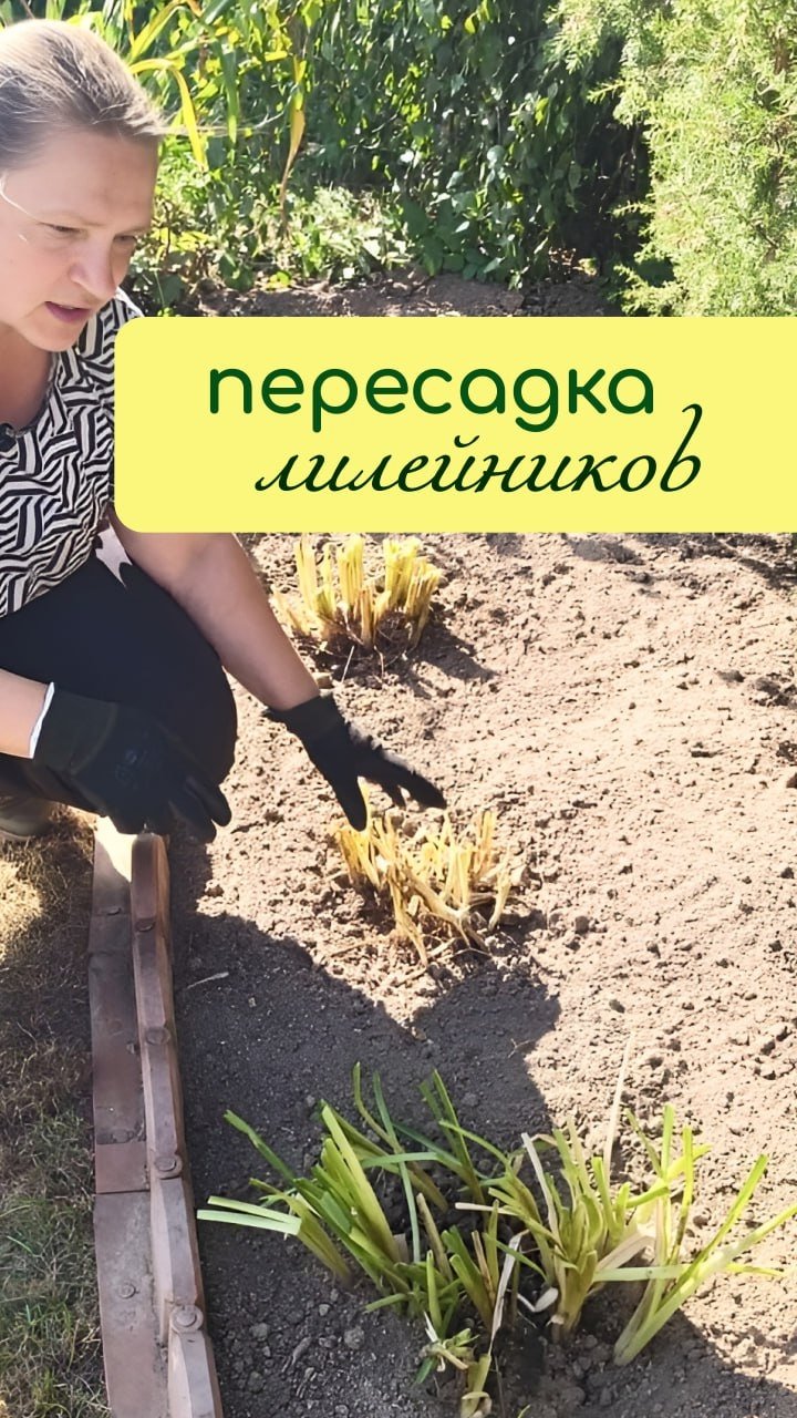 Пересадка ЛИЛЕЙНИКОВ