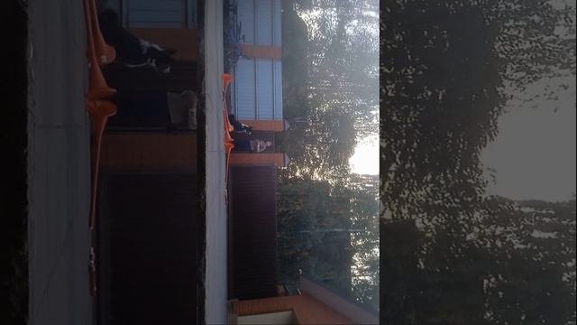 Прогулка с Чипом.2 часть.