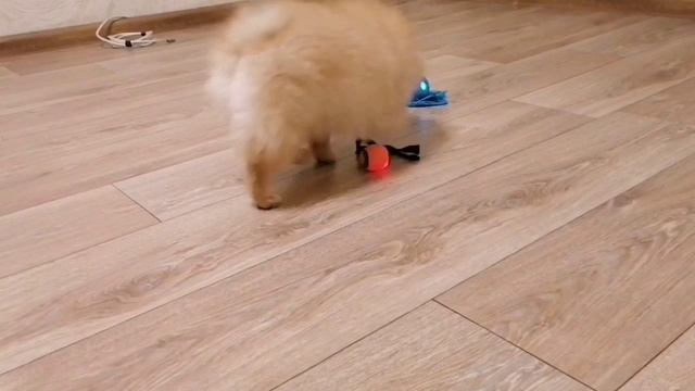 Малышка Мышка и игрушки непоседы!