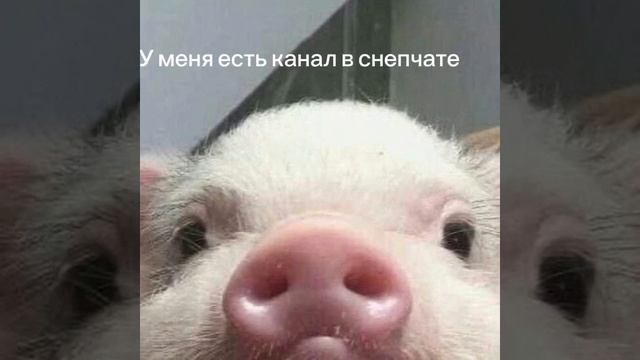 Название  🎀Лайм //лега