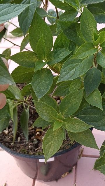 Гортензия Литтл Спуки #гортензияметельчатая