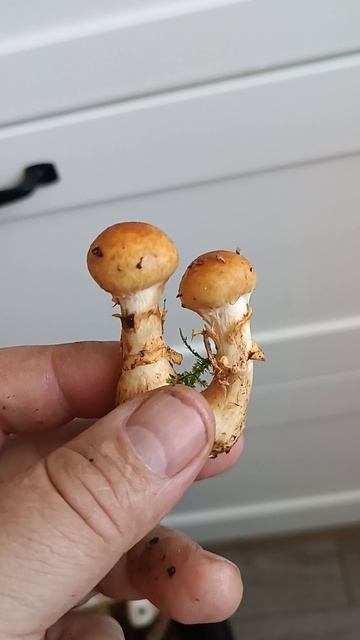 паутинник триумфальный