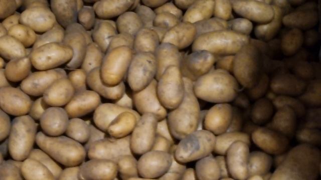 У нас сегодня вторник! Докапываем картофель!