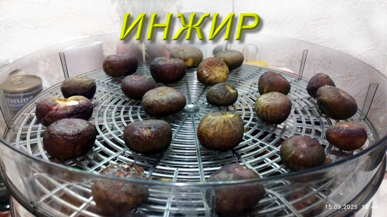 Как сушить инжир в сушилке