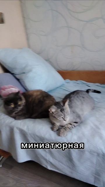 Сёма и Марсель 63 серия