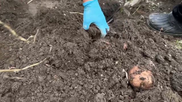 ВЫКОПАЛИ КАРТОФЕЛЬ. Я ДОВОЛЬНА УРОЖАЕМ.КАКИЕ СОРТА Я САЖАЛА.