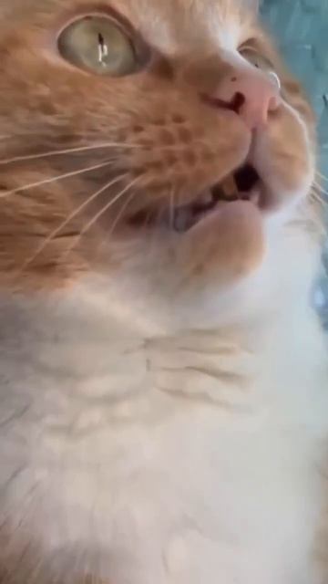 кот и муха