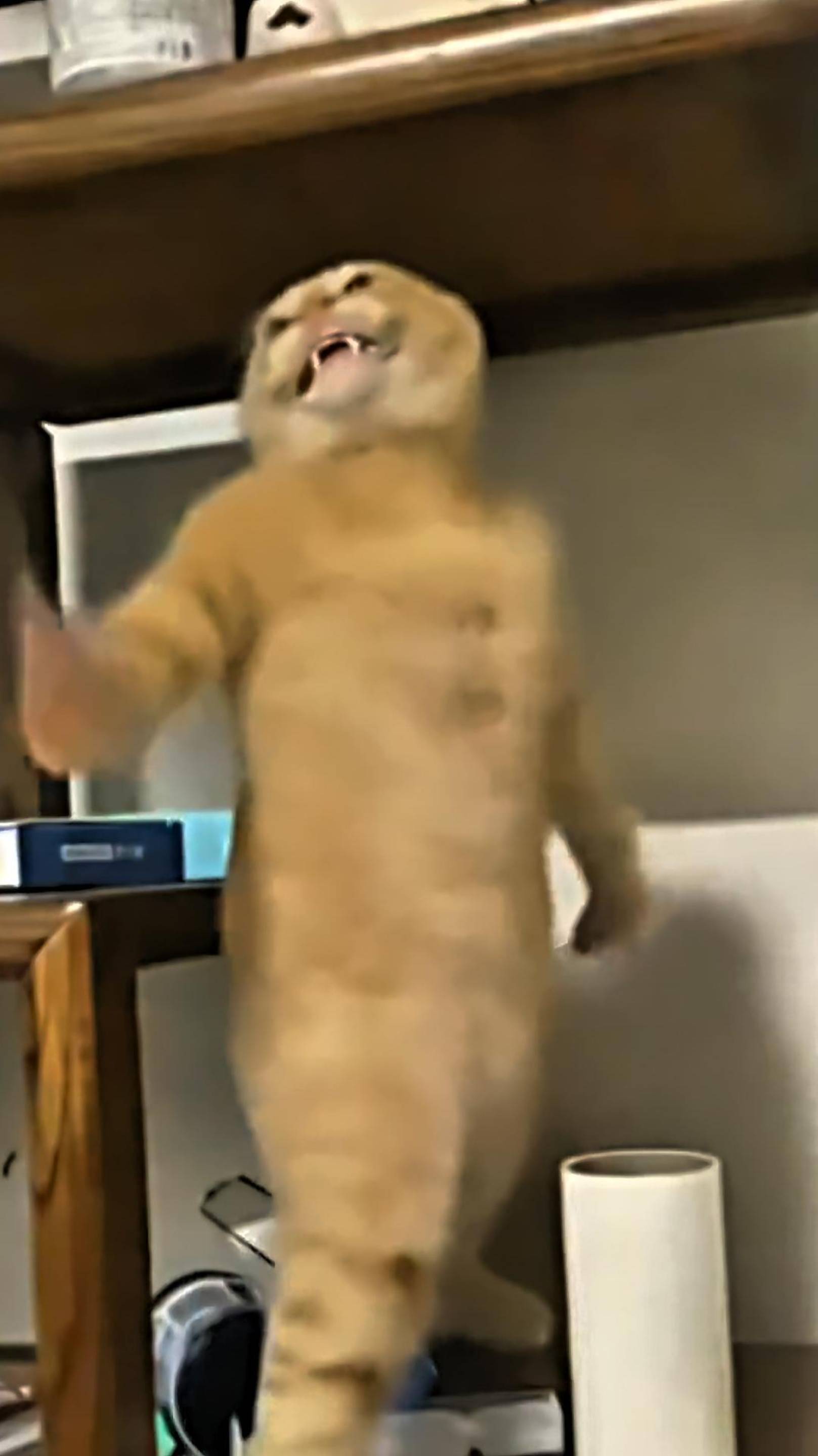 Безумно СМЕШНОЙ КОТ 2025 😱 Funny Cats! Смешные котики! #cat #веселыекоты #funnycats #shorts