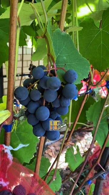 Какие сорта на моём участке созрели на 11.09.2025. #виноград #сортавинограда #виноградбеларусь #сад
