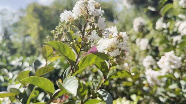 Лагерстрёмия INDICA PIXIE WHITE, CLT 25, 1/2 FUSTO