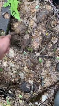 Коп по войне. Верховое железо в лесу #shortsvideo #digging #shortsrutube #ww2