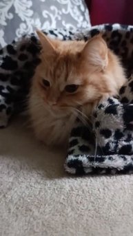 замерзли лапки 🐾 😽