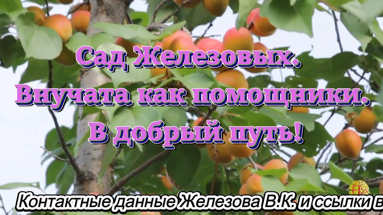 Сад Железовых. Внучата как помощники. В добрый путь!