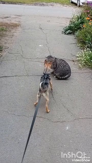 Уличное знакомство🐶🐕🐈