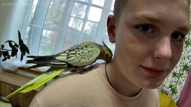 Попугай корелла