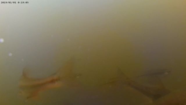 ПОДВОДНЫЙ ТАНЕЦ