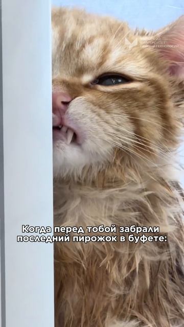 Когда забрали последний пирожок в буфете