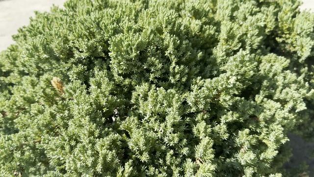 Можжевельник PROCUMBENS NANA, CLT 18