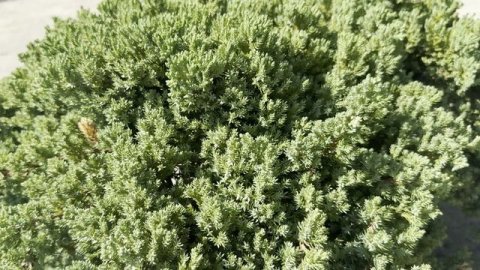 Можжевельник PROCUMBENS NANA, CLT 18